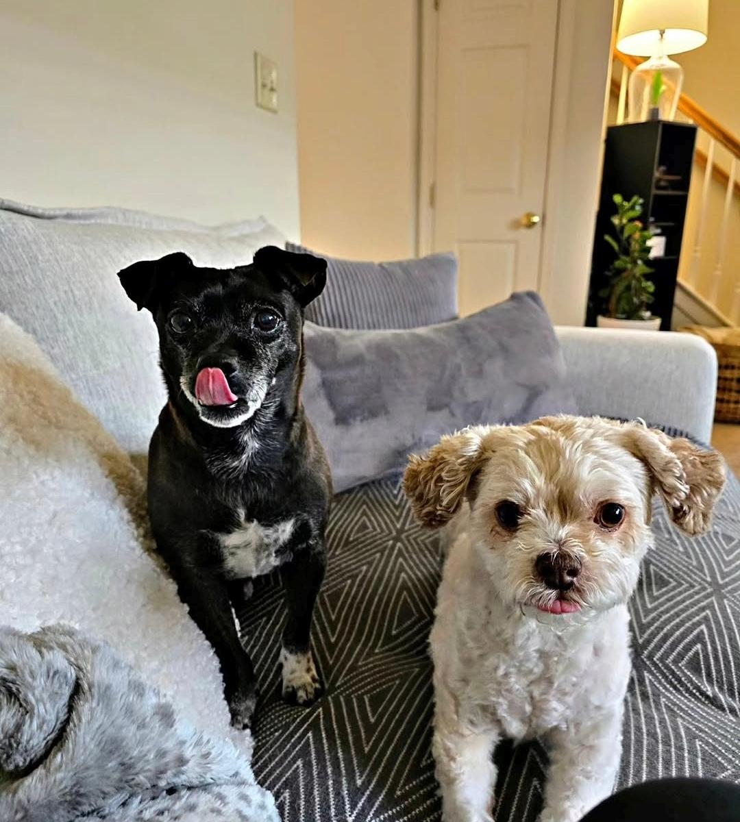 Buy Finn & Buster a Treat